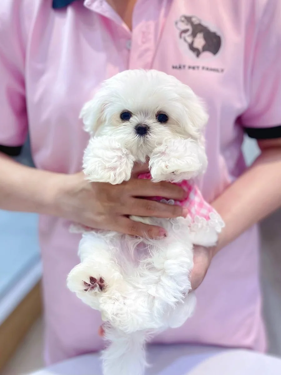 Maltese 4