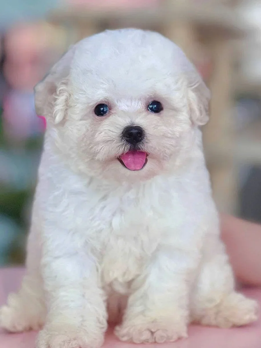 Toy Poodle