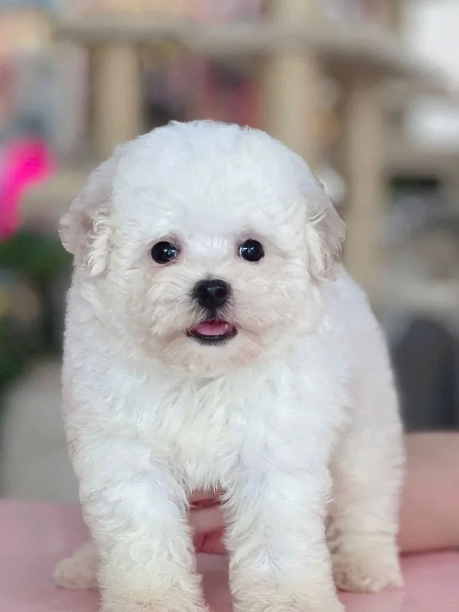 Toy Poodle 2