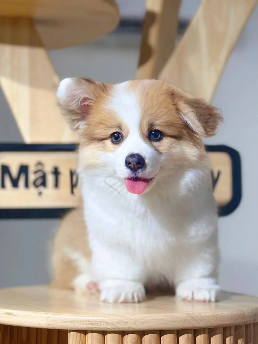 Cardigan Welsh Corgi (Corgi có đuôi)