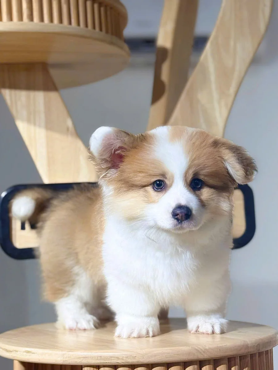 Cardigan Welsh Corgi (Corgi có đuôi) 2