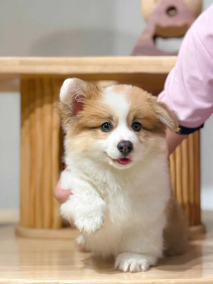 Cardigan Welsh Corgi (Corgi có đuôi) 3
