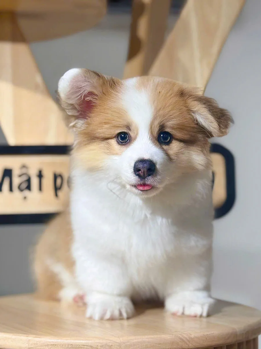 Cardigan Welsh Corgi (Corgi có đuôi) 4