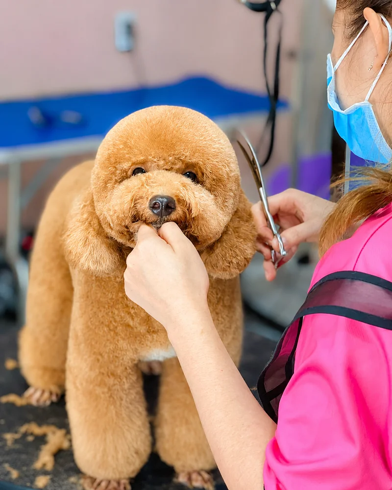 Bé sau grooming tại Mật Pet
